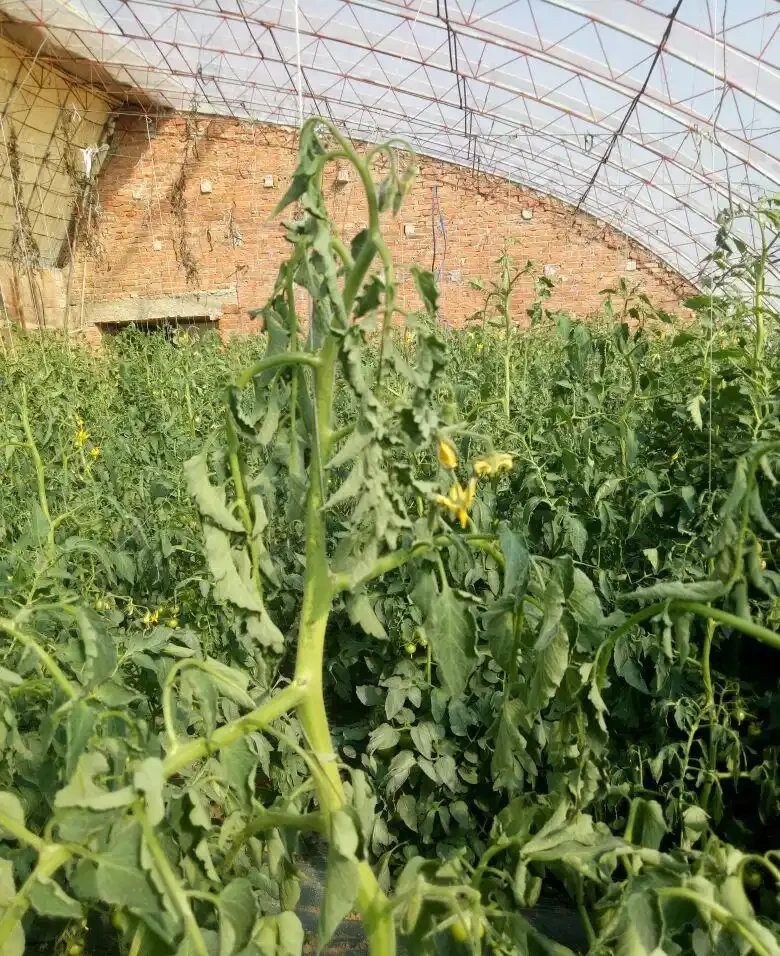 如何補救打蔫的番茄?這些方法值得一試