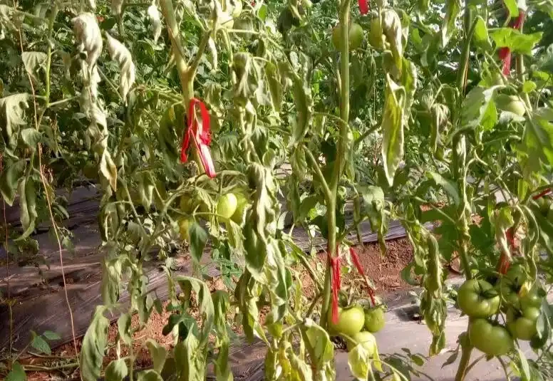 如何補救打蔫的番茄?這些方法值得一試
