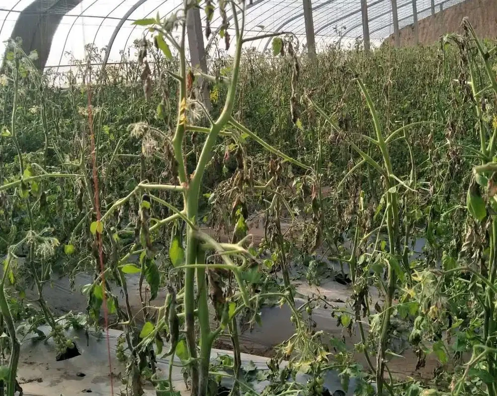 如何補救打蔫的番茄?這些方法值得一試