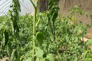 如何補救打蔫的番茄？這些方法值得一試
