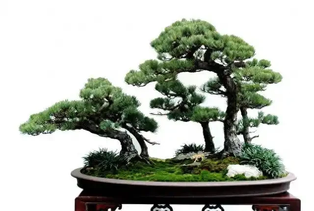 盆景盆面的處理