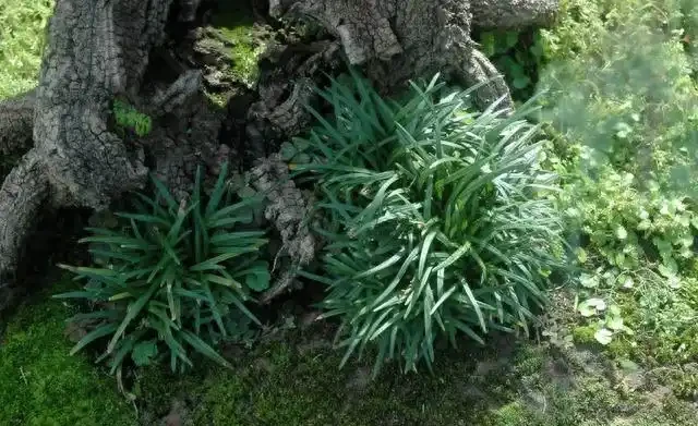 盆景盆面的處理