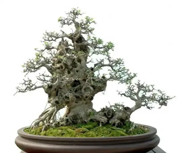 盆景盆面的處理