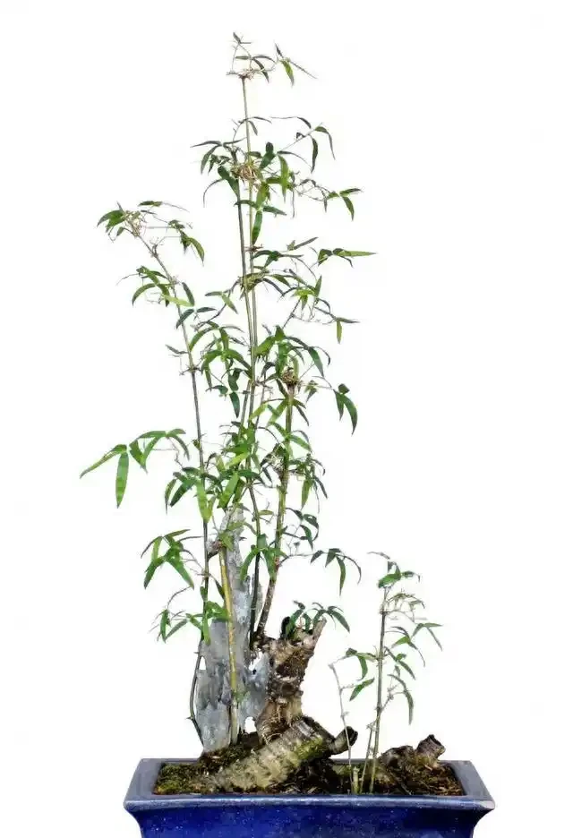 盆景盆面的處理