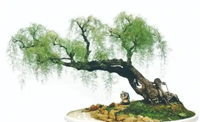 盆景盆面的處理