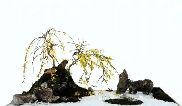 盆景盆面的處理