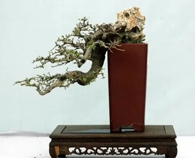 盆景盆面的處理