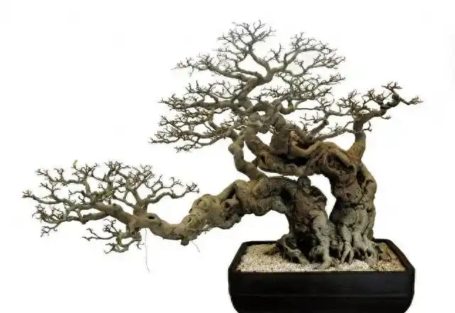 盆景盆面的處理