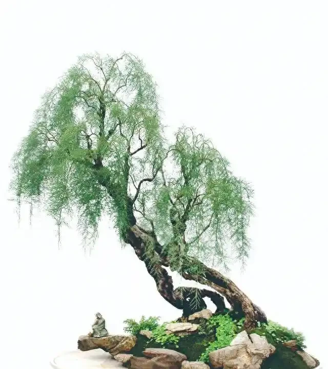 盆景盆面的處理