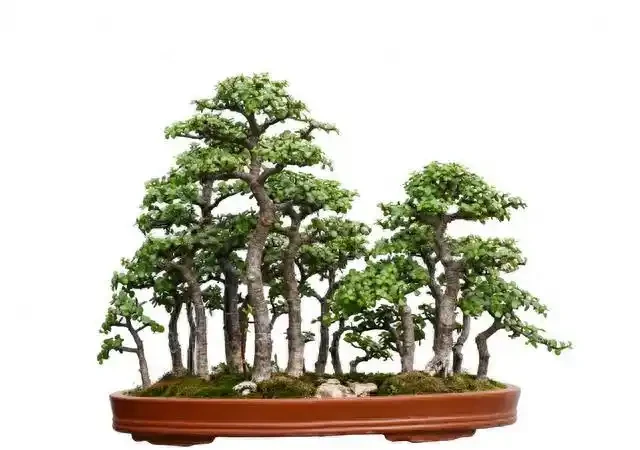 盆景盆面的處理