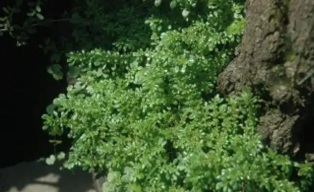 盆景盆面的處理