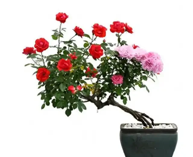 盆景盆面的處理