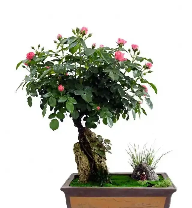 盆景盆面的處理