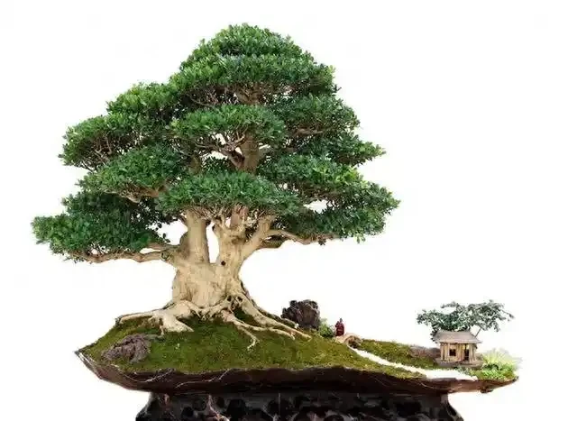 盆景盆面的處理
