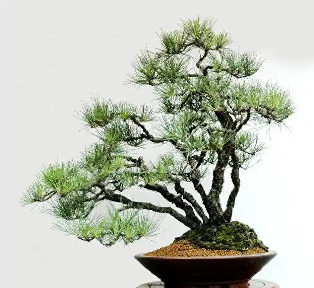 盆景盆面的處理