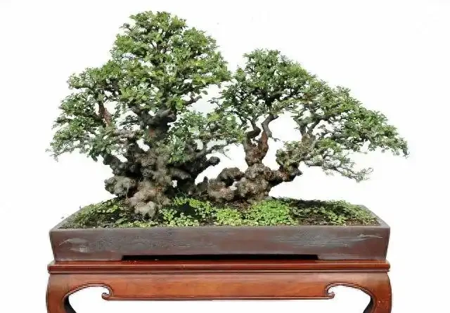 盆景盆面的處理