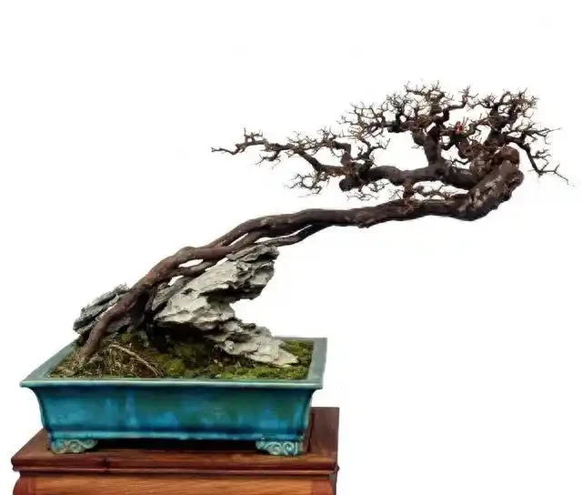 盆景盆面的處理