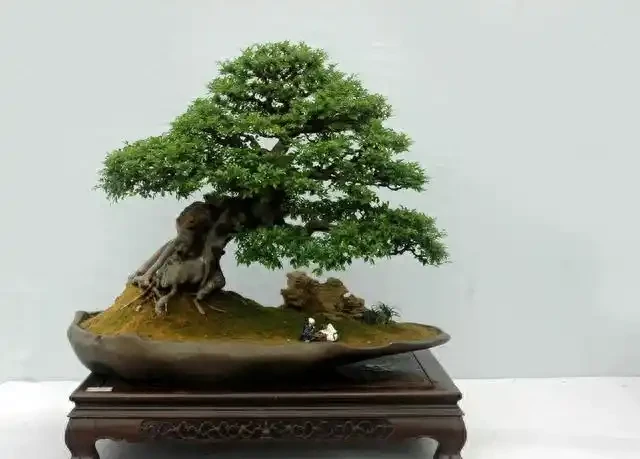 盆景盆面的處理