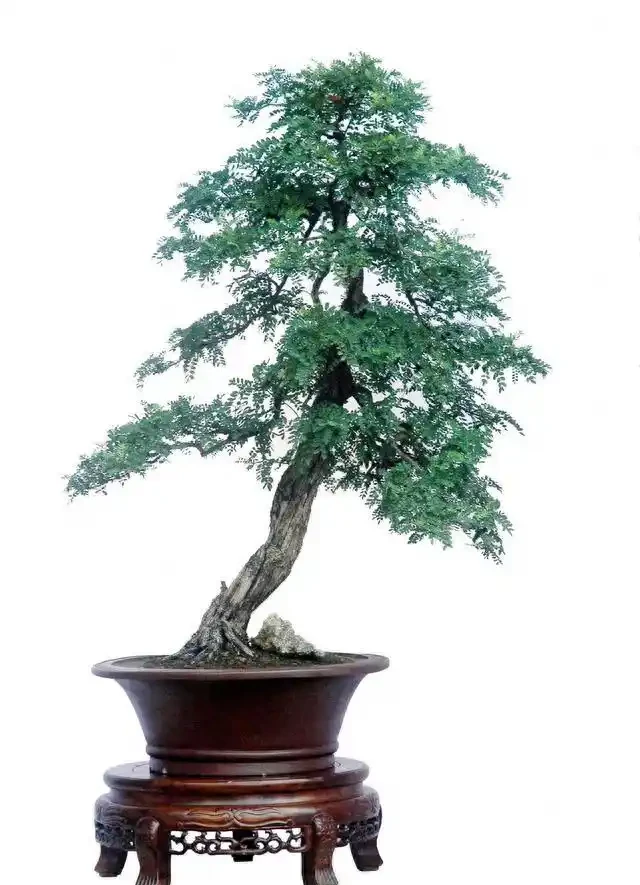 盆景盆面的處理
