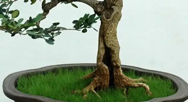 盆景盆面的處理