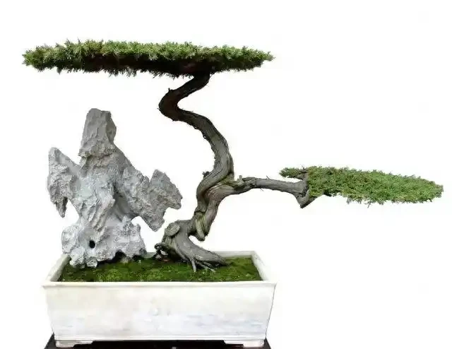 盆景盆面的處理