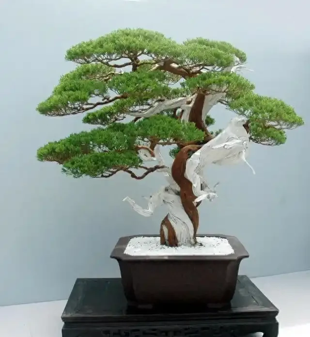 盆景盆面的處理