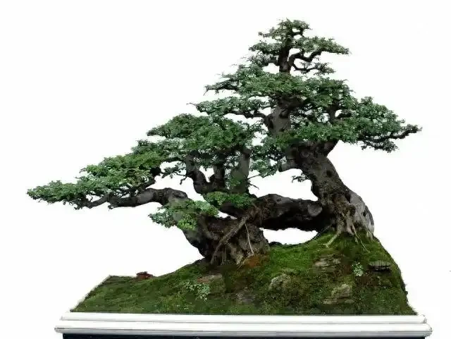盆景盆面的處理