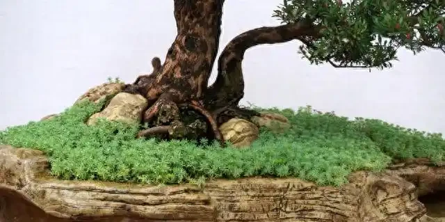 盆景盆面的處理