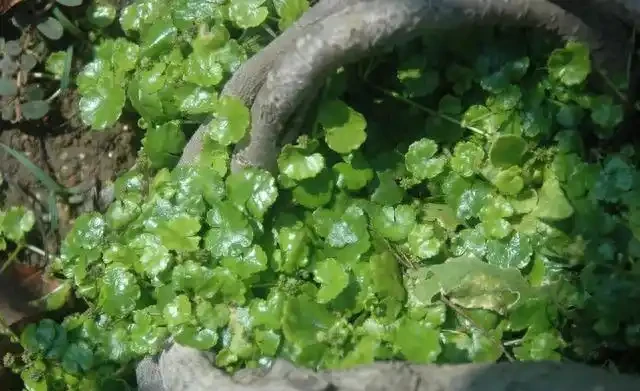 盆景盆面的處理