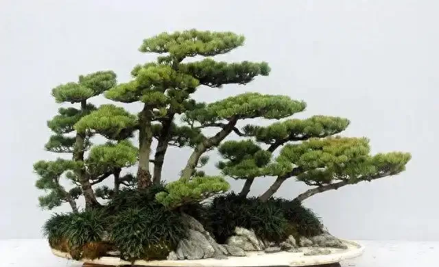 盆景盆面的處理