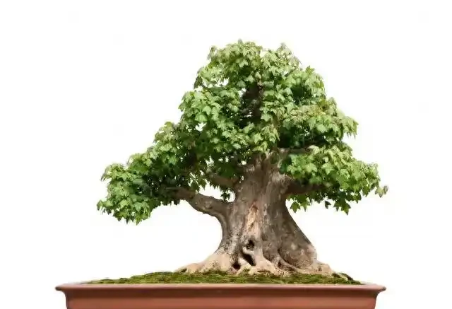 盆景盆面的處理