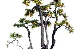 盆景盆面的處理