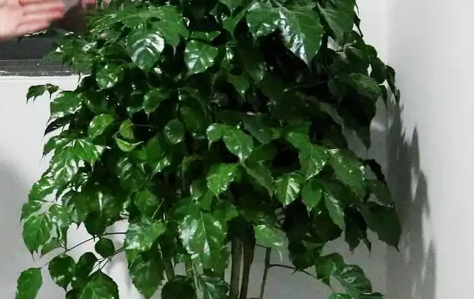 幸福樹葉子一碰就掉,原因有「3個」,及時補救能恢復