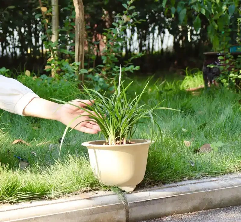 蘭花葉片發黃原因及解決方法