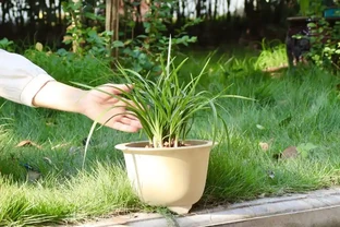 蘭花葉片發黃原因及解決方法