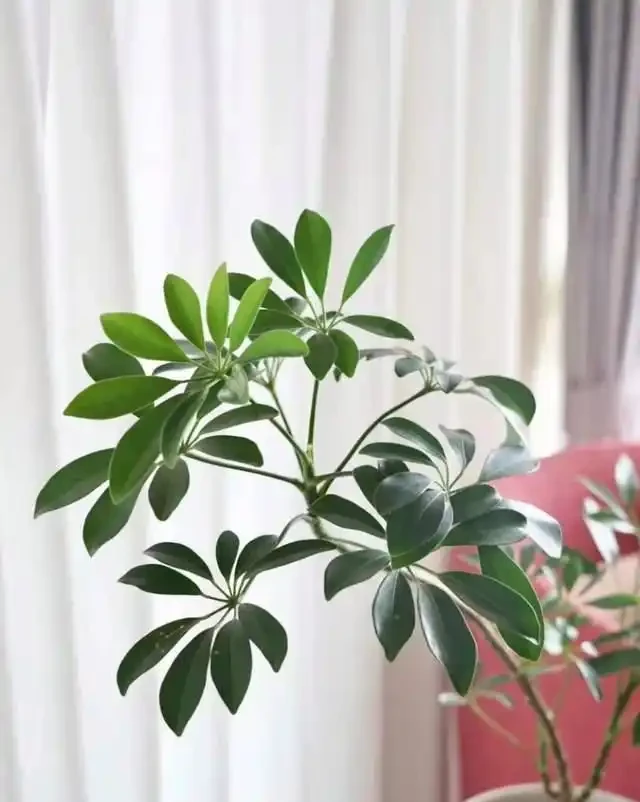 好看好養的鴨腳木!全套養護攻略,養出撲面而來的生機感