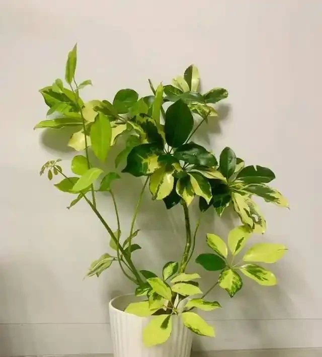 好看好養的鴨腳木!全套養護攻略,養出撲面而來的生機感