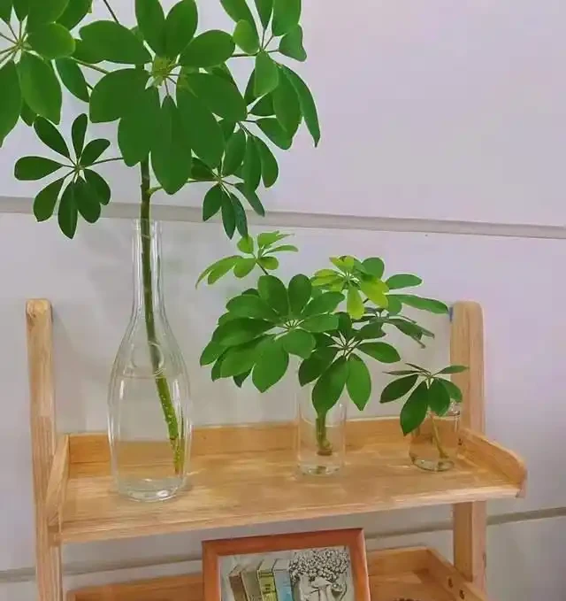 好看好養的鴨腳木!全套養護攻略,養出撲面而來的生機感