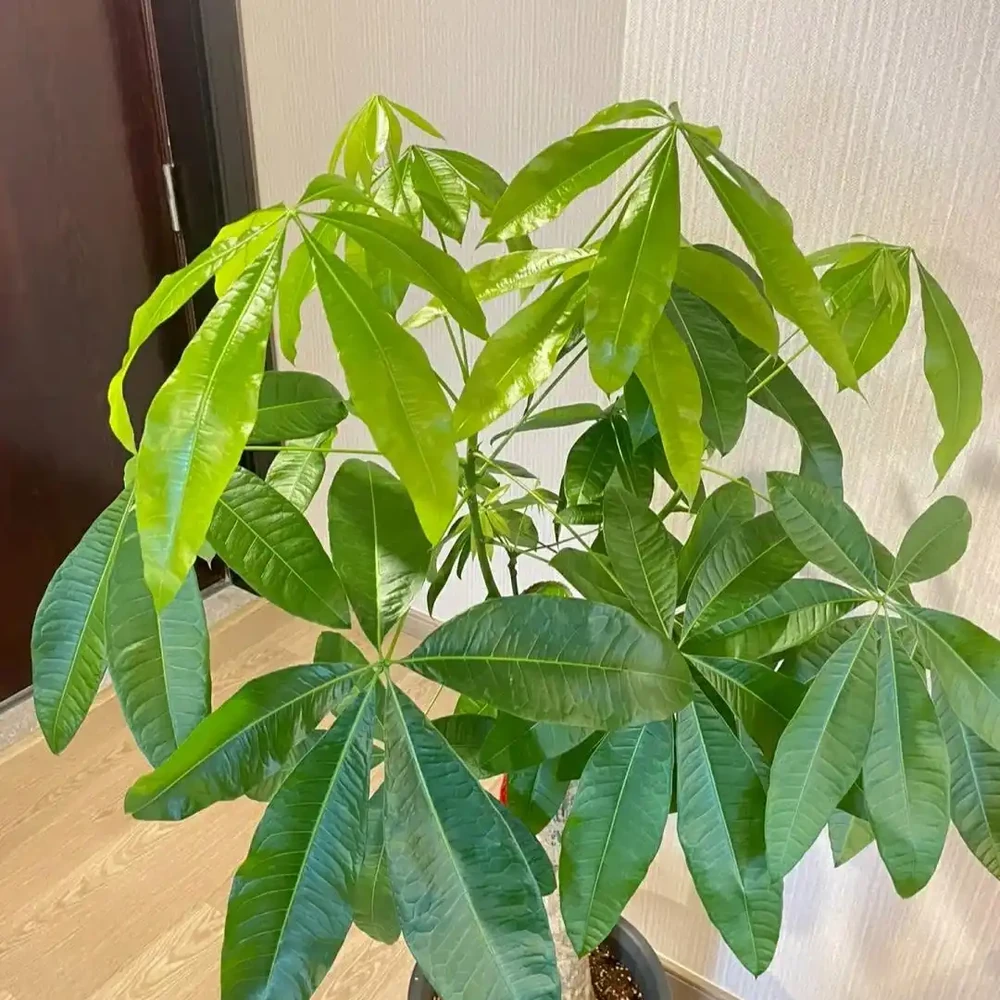 再喜歡發財樹，也不能在家裡養了，都是過來人的經驗