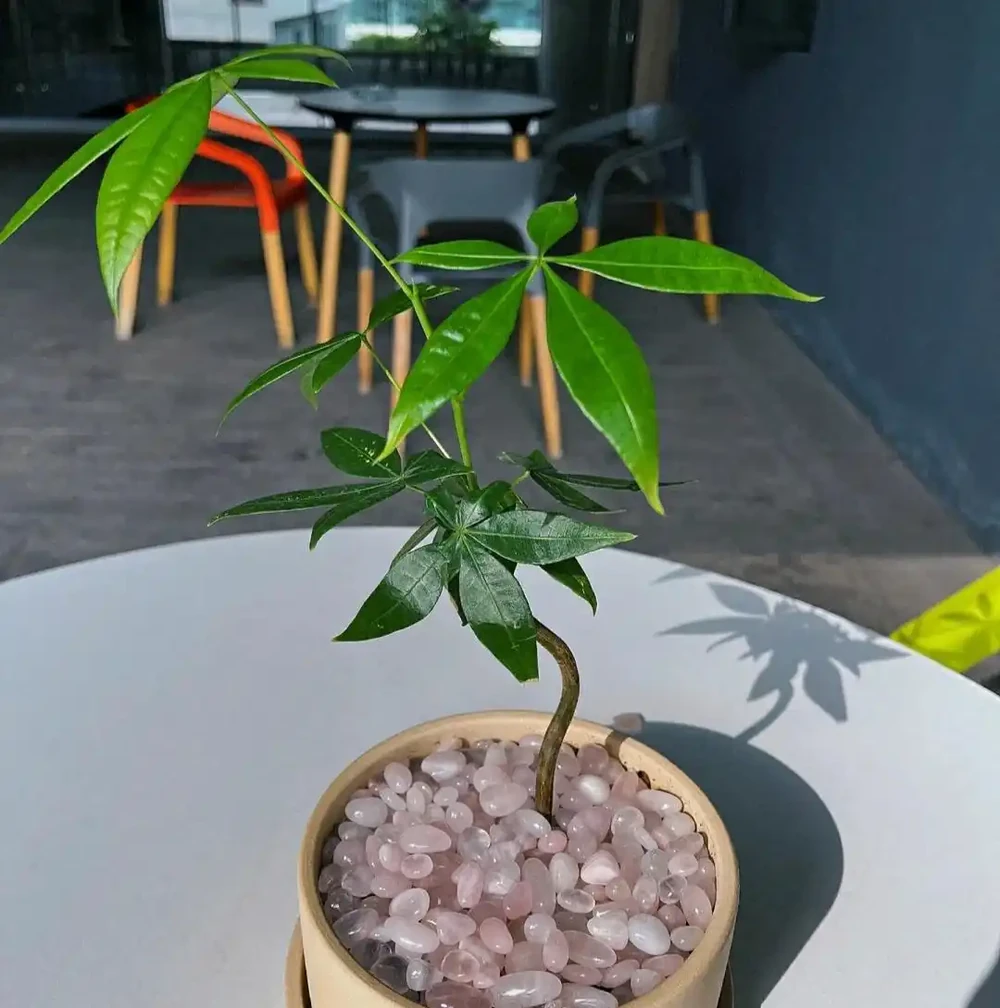 再喜歡發財樹，也不能在家裡養了，都是過來人的經驗
