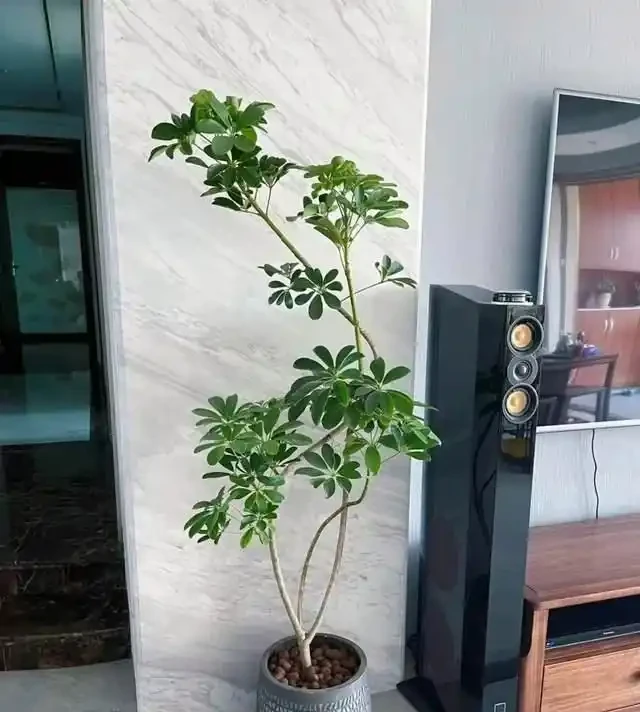好看好養的鴨腳木!全套養護攻略,養出撲面而來的生機感