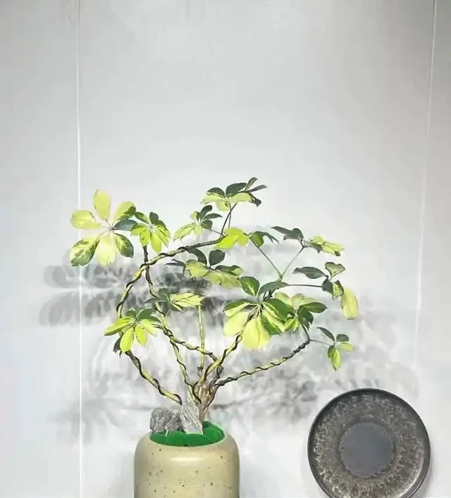 好看好養的鴨腳木!全套養護攻略,養出撲面而來的生機感
