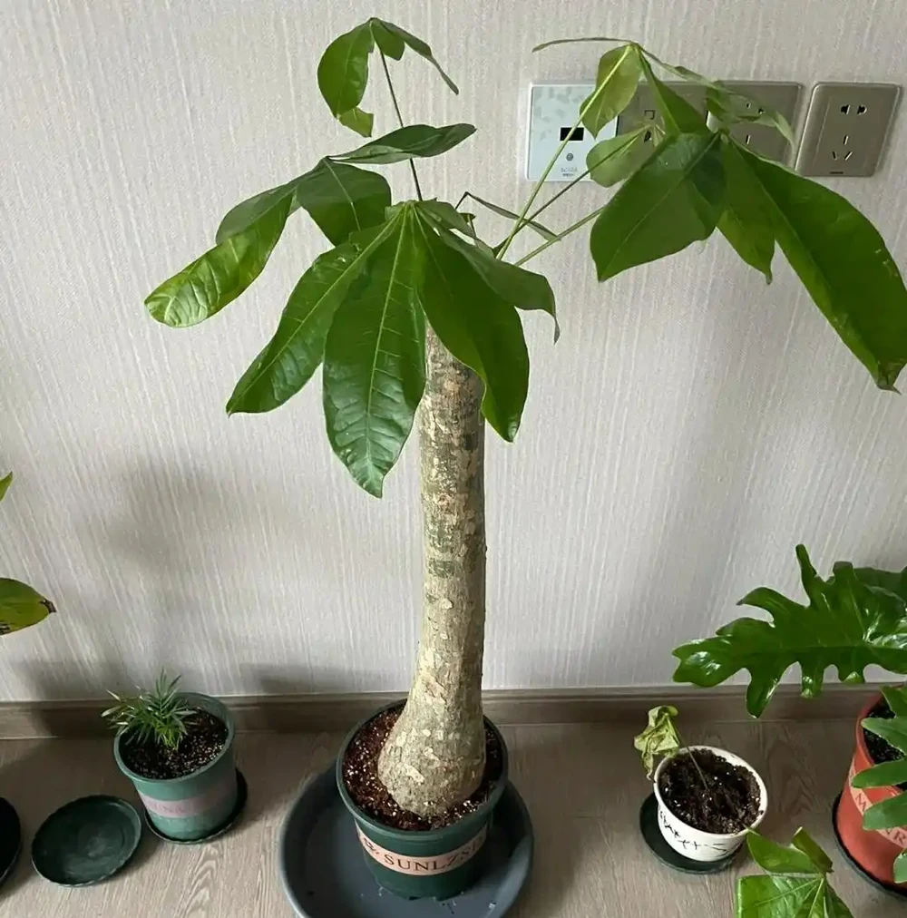 再喜歡發財樹，也不能在家裡養了，都是過來人的經驗