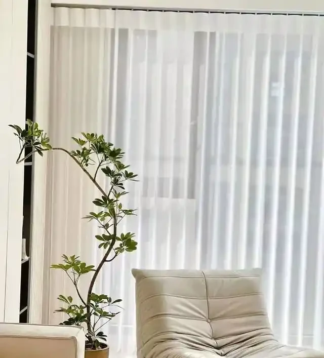 好看好養的鴨腳木!全套養護攻略,養出撲面而來的生機感