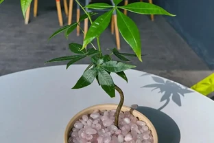 再喜歡發財樹，也不能在家裡養了，都是過來人的經驗