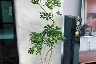 好看好養的鴨腳木！全套養護攻略，養出撲面而來的生機感