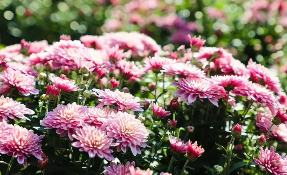 菊花養不好?快來看看這篇養菊小錦囊