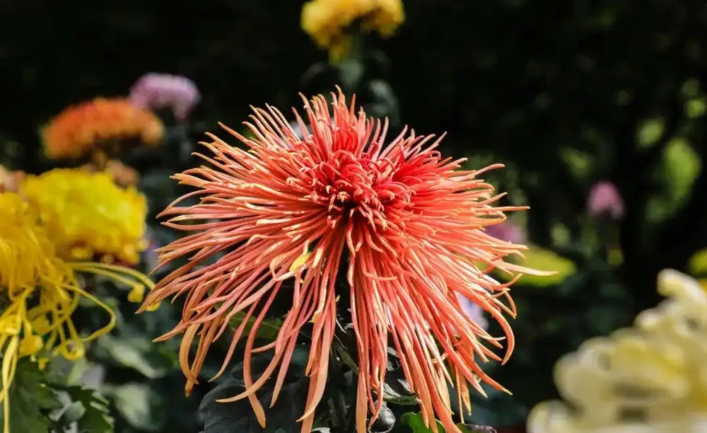 菊花養不好?快來看看這篇養菊小錦囊