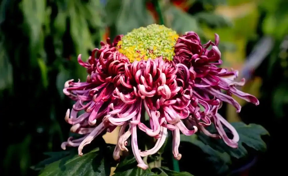 菊花養不好?快來看看這篇養菊小錦囊