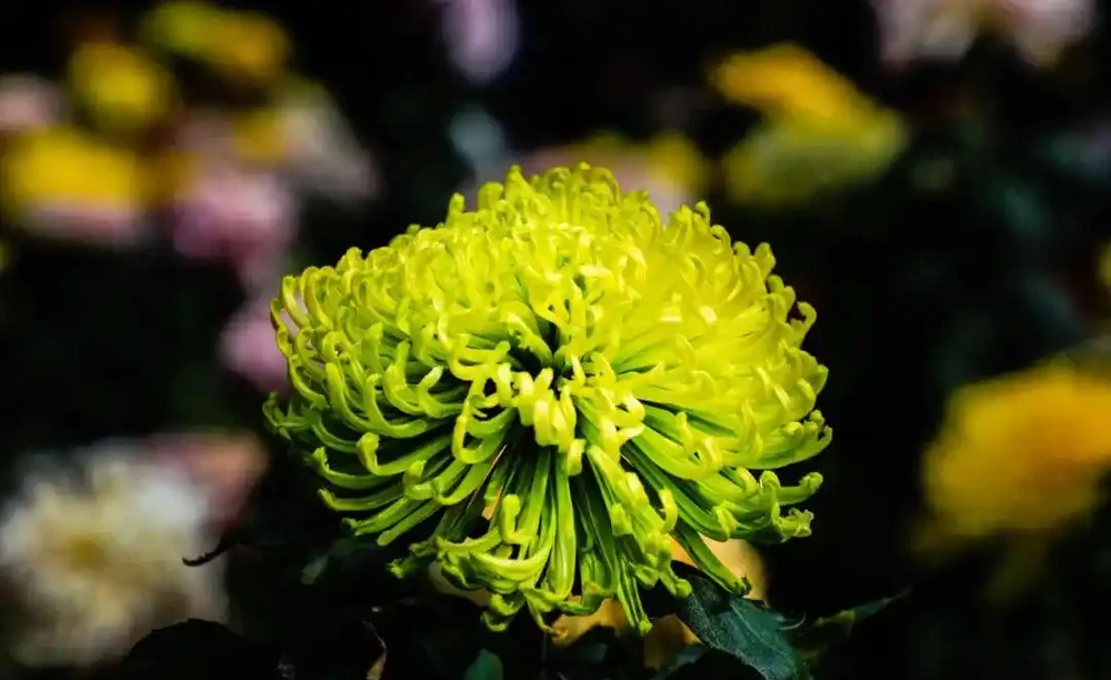 菊花養不好?快來看看這篇養菊小錦囊